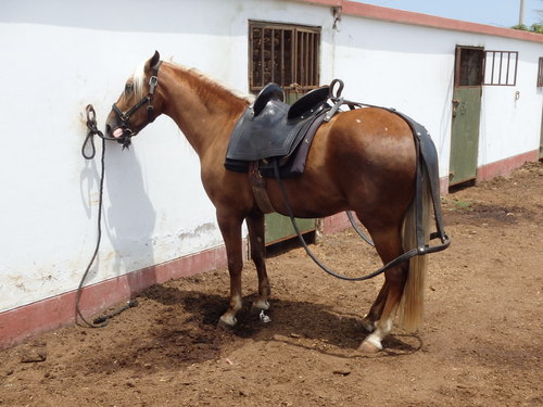 Peruvian Step Horse Show.